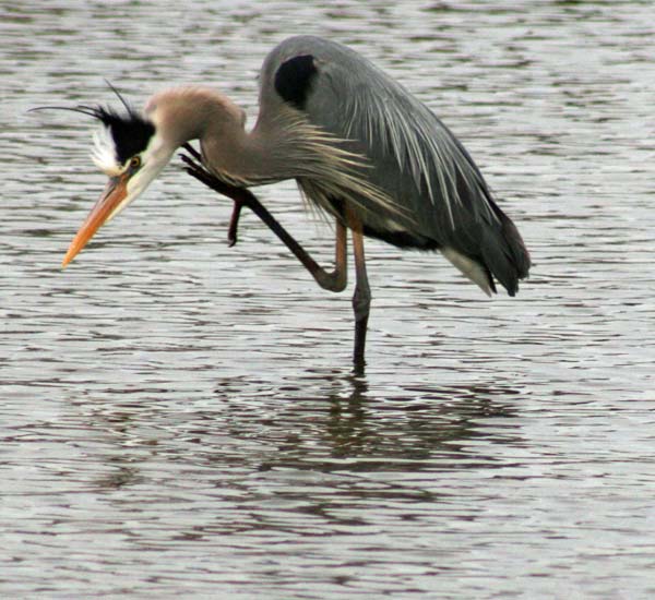 Фотография цапли