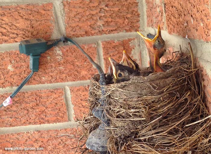 маленькие птинцы