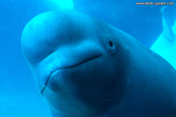 Дельфин Белуха