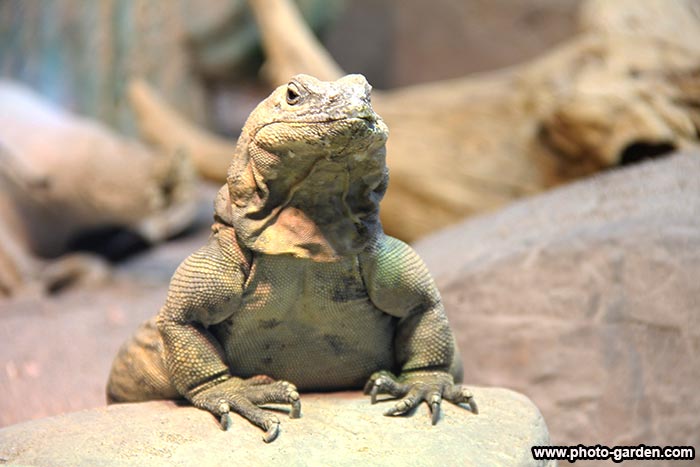 Ящерица папа