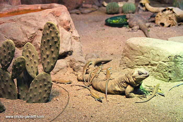 Фотография ящерицы