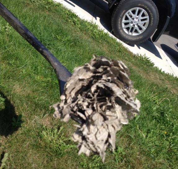 Гнездо пчел