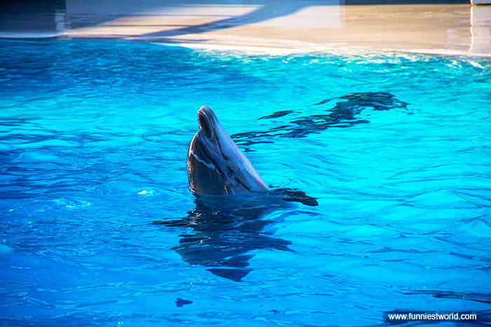 Фотографии дельфинов