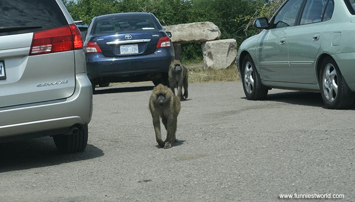 Обезьяна за рулем
